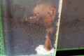 Hadra webbi Australia adult